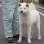 秋田犬 | 母犬：日本一・遺伝子検査クリア（父犬） | 220407-011-CC 5