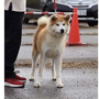 秋田犬 | 可愛い男の子・遺伝子検査クリア（父犬） | 220422-015-ON 5