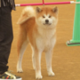 秋田犬 | 可愛い女の子・遺伝子検査クリア（父犬） | 220518-002-PW 5