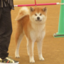 秋田犬 | 可愛い男の子・遺伝子検査クリア（父犬） | 220603-006-ZT 5