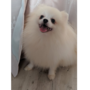 ポメラニアン | ホワイト専門犬舎の素晴らしい血統の可愛いボクちゃん | 220928-019-HV 5