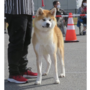 秋田犬 | 可愛い男の子	 | 221021-003-EZ 5