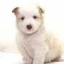 ボーダー・コリー | 良質なボーダーの子犬が産まれました | 150413-000005-SOYMGG 5