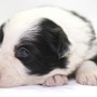 ボーダー・コリー | 良質なボーダーの子犬が産まれました | 150413-000008-ZRRCLY 5