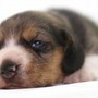 ビーグル | １３インチの良質なビーグルの子犬が産まれました！ | 150904-000001-RTEAWX 5