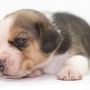 ビーグル | １３インチの良質なビーグルの子犬が産まれました！ | 150904-000002-EQJCON 5