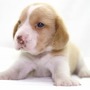 ビーグル | １３インチの良質なビーグルの子犬が産まれました！ | 150904-000003-TXGRDP 5
