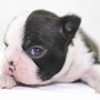 ボストン・テリア | 小粒で元気なボストンテリアの子犬が生まれました！ | 151127-000008-VTZGXK 5